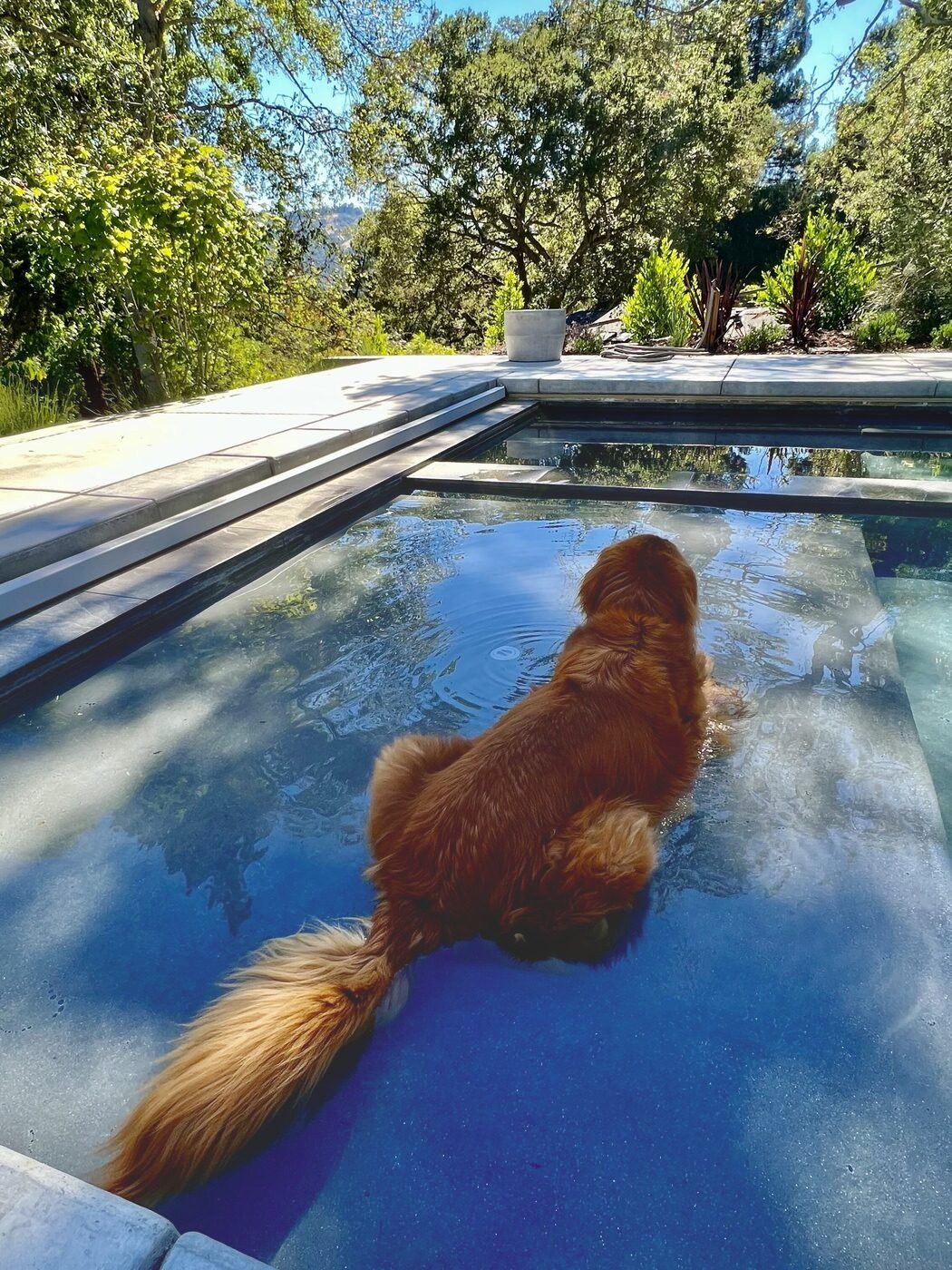 Poolside curiosity