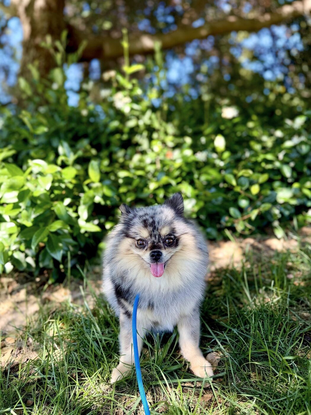 Another happy face in the shade