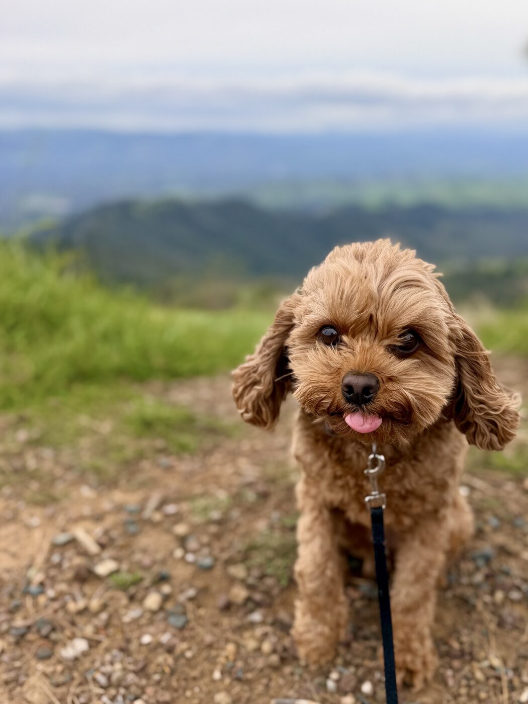A happy hilltop hike