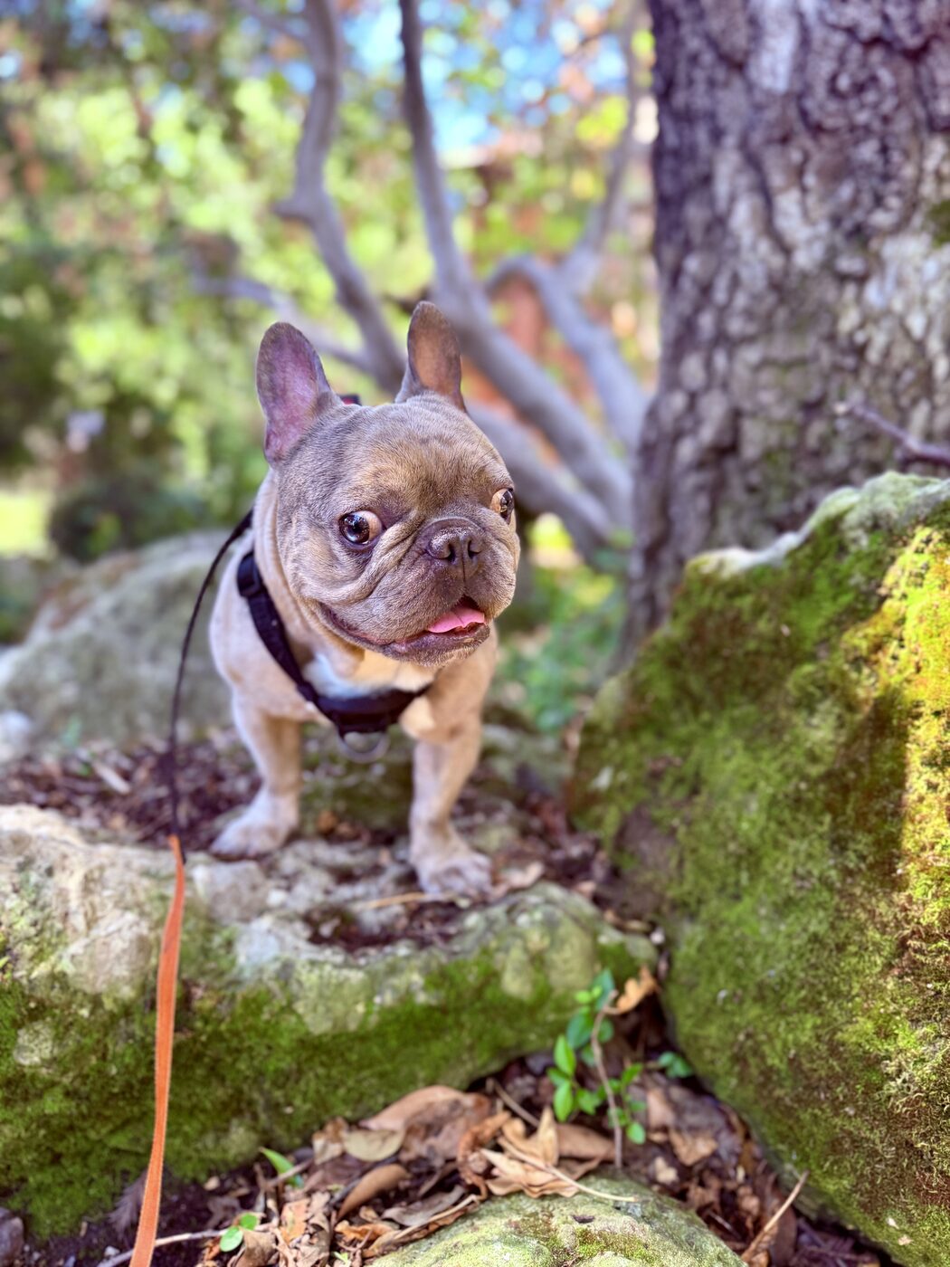 King of the rock