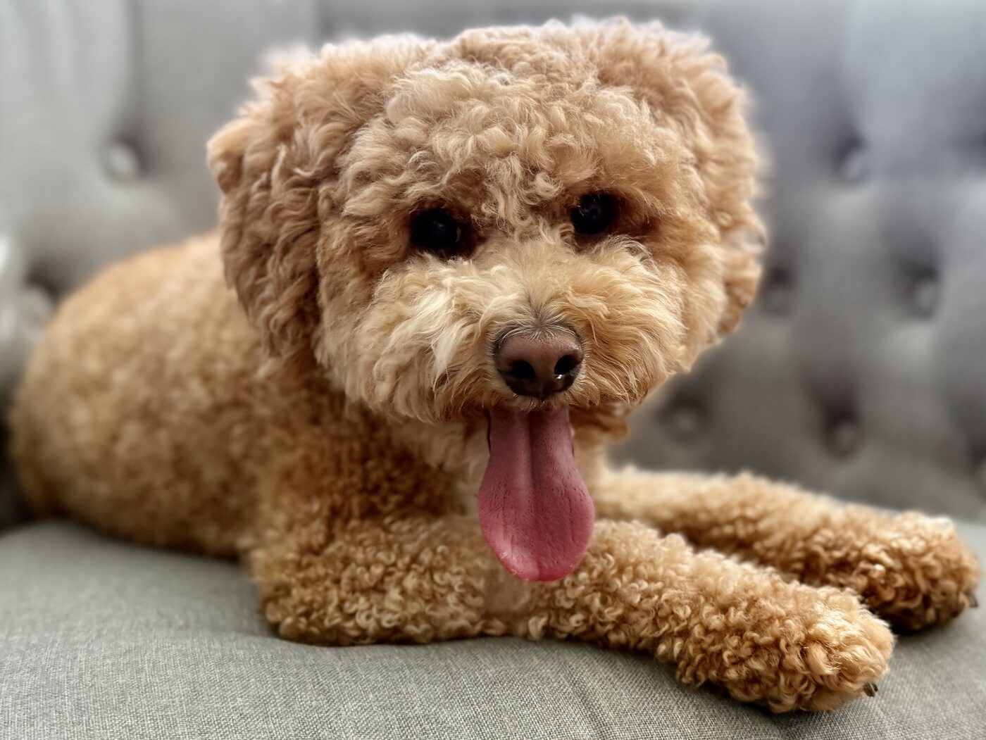 Relaxing on the couch
