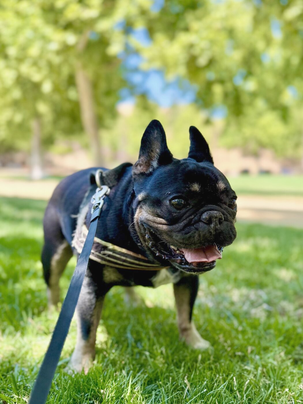 A sunny park stroll