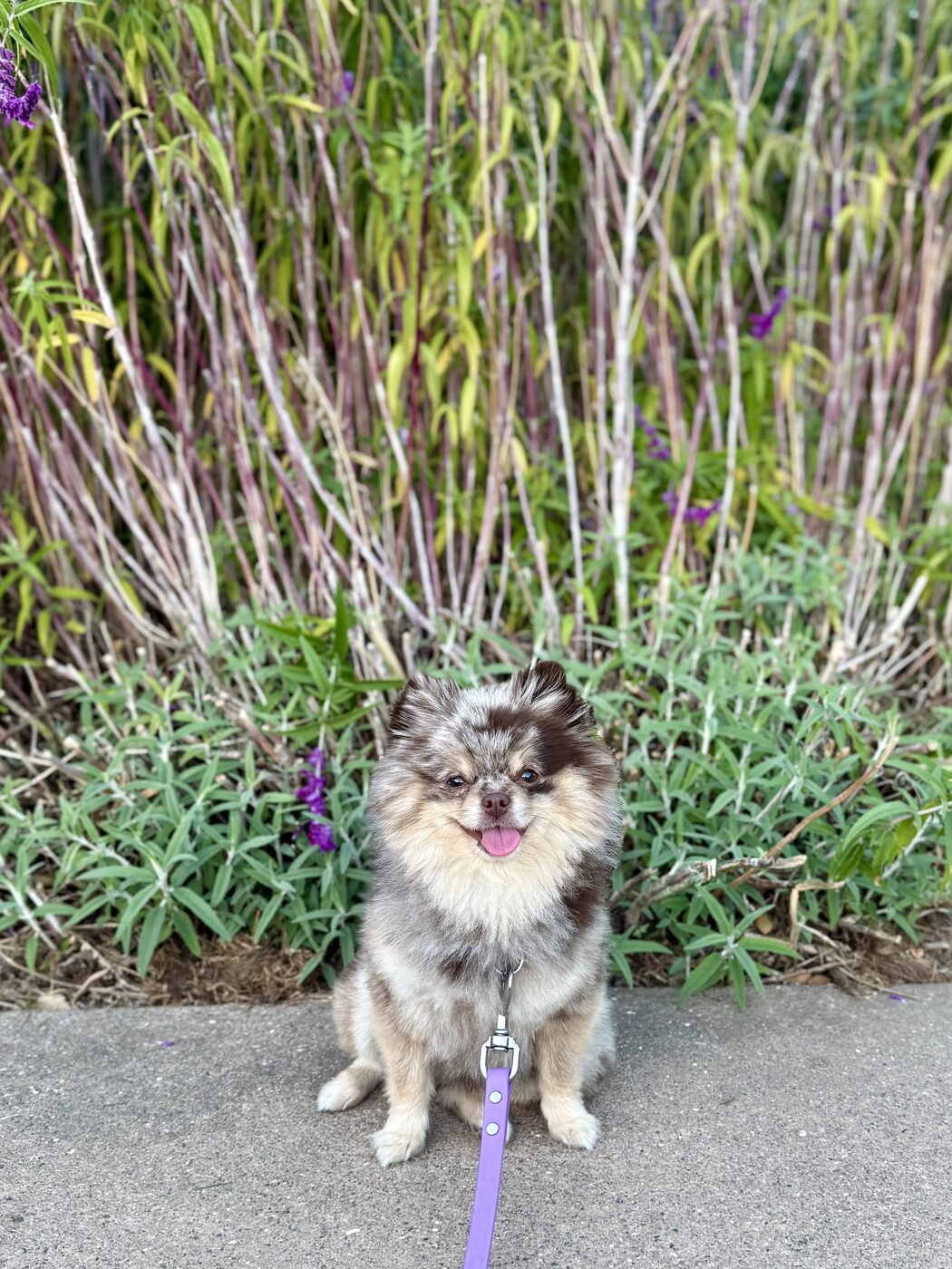 A grin among the reeds