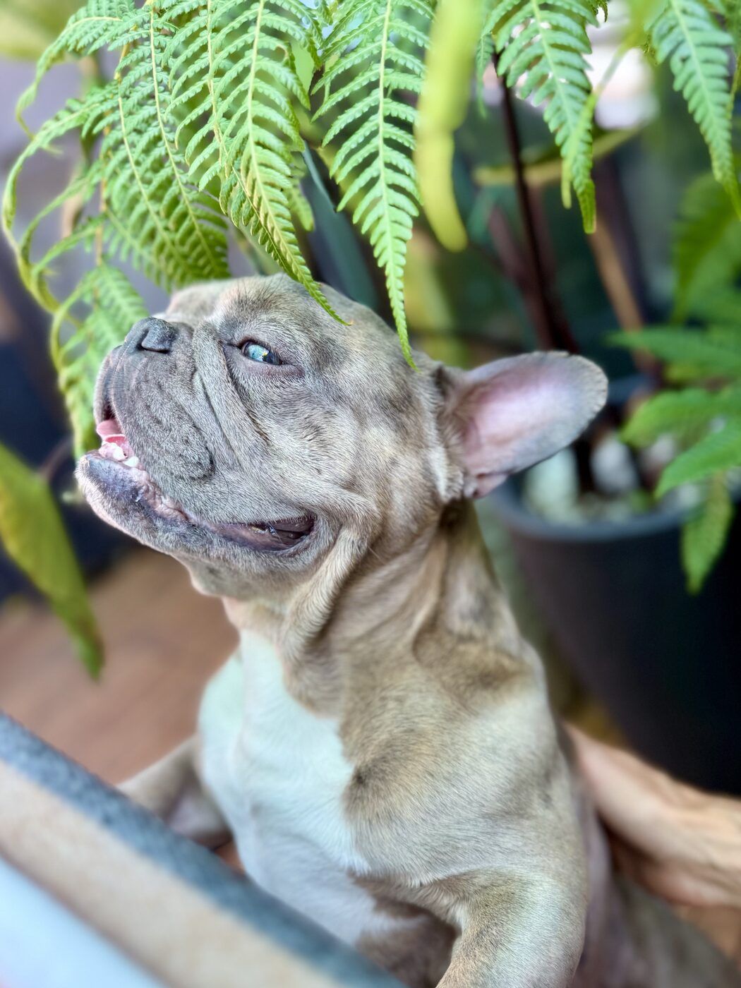 Peeking up through the ferns