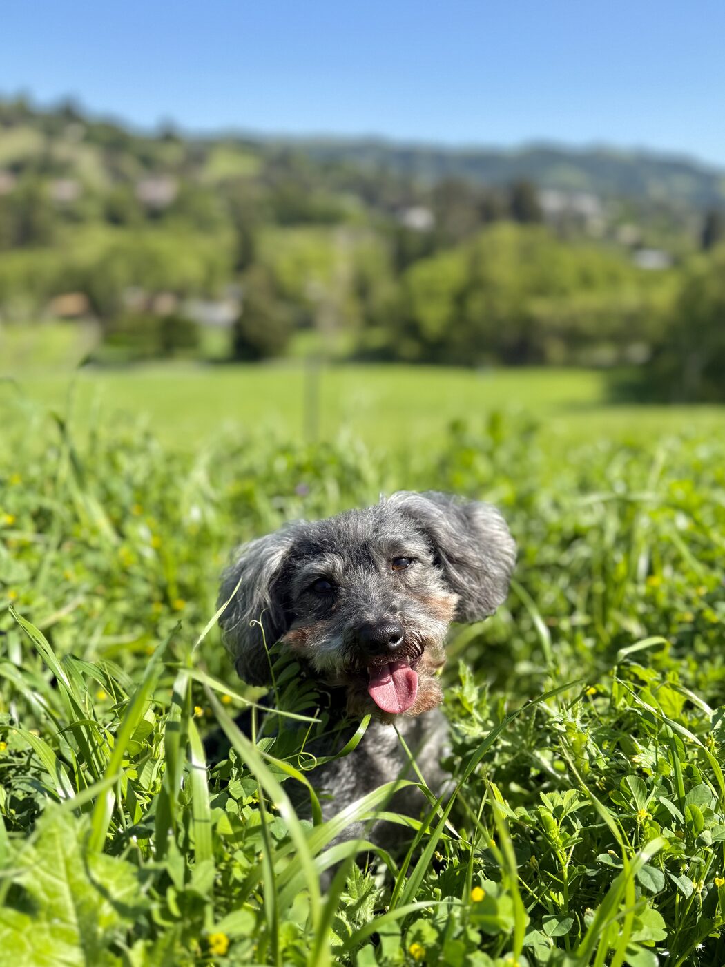A hillside view, tall grass and sunshine