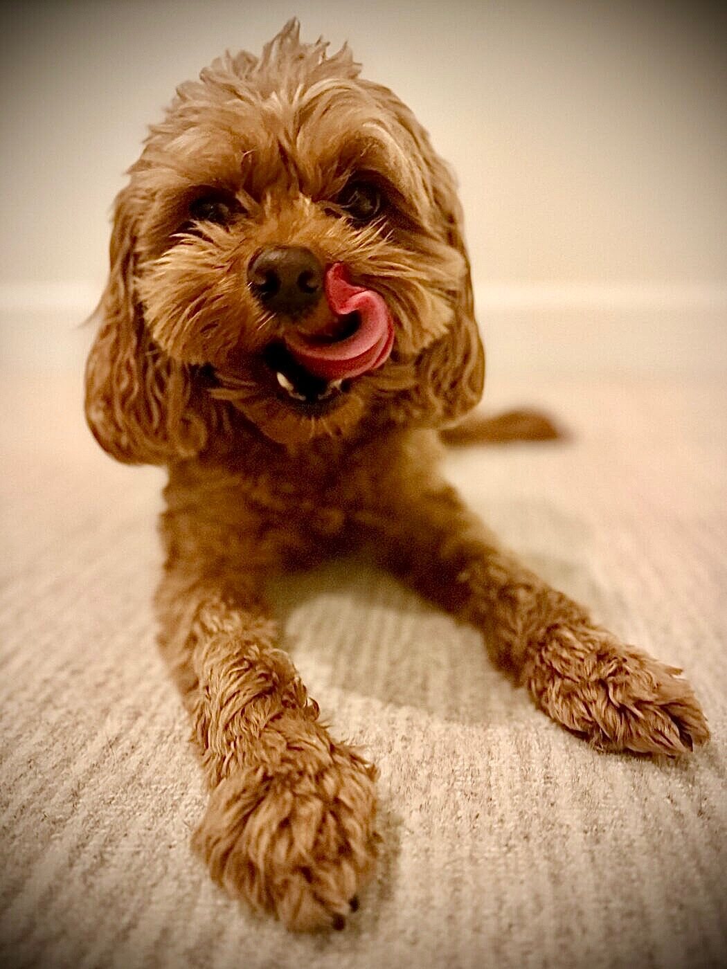 Caught mid-lick
