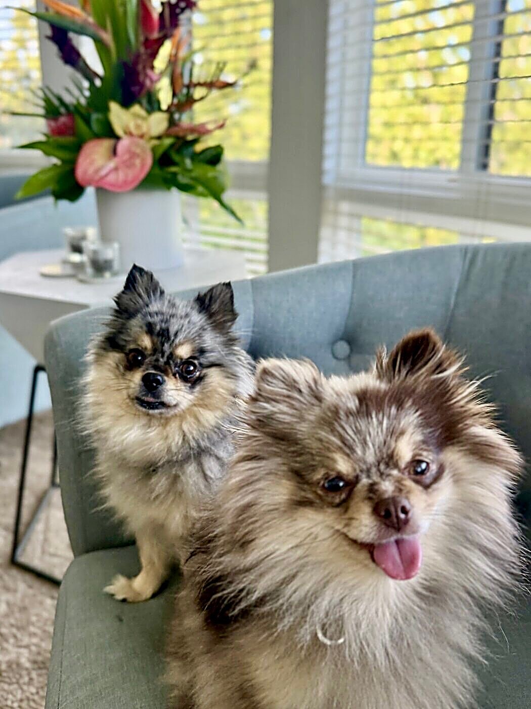 A pair of pals on the armchair