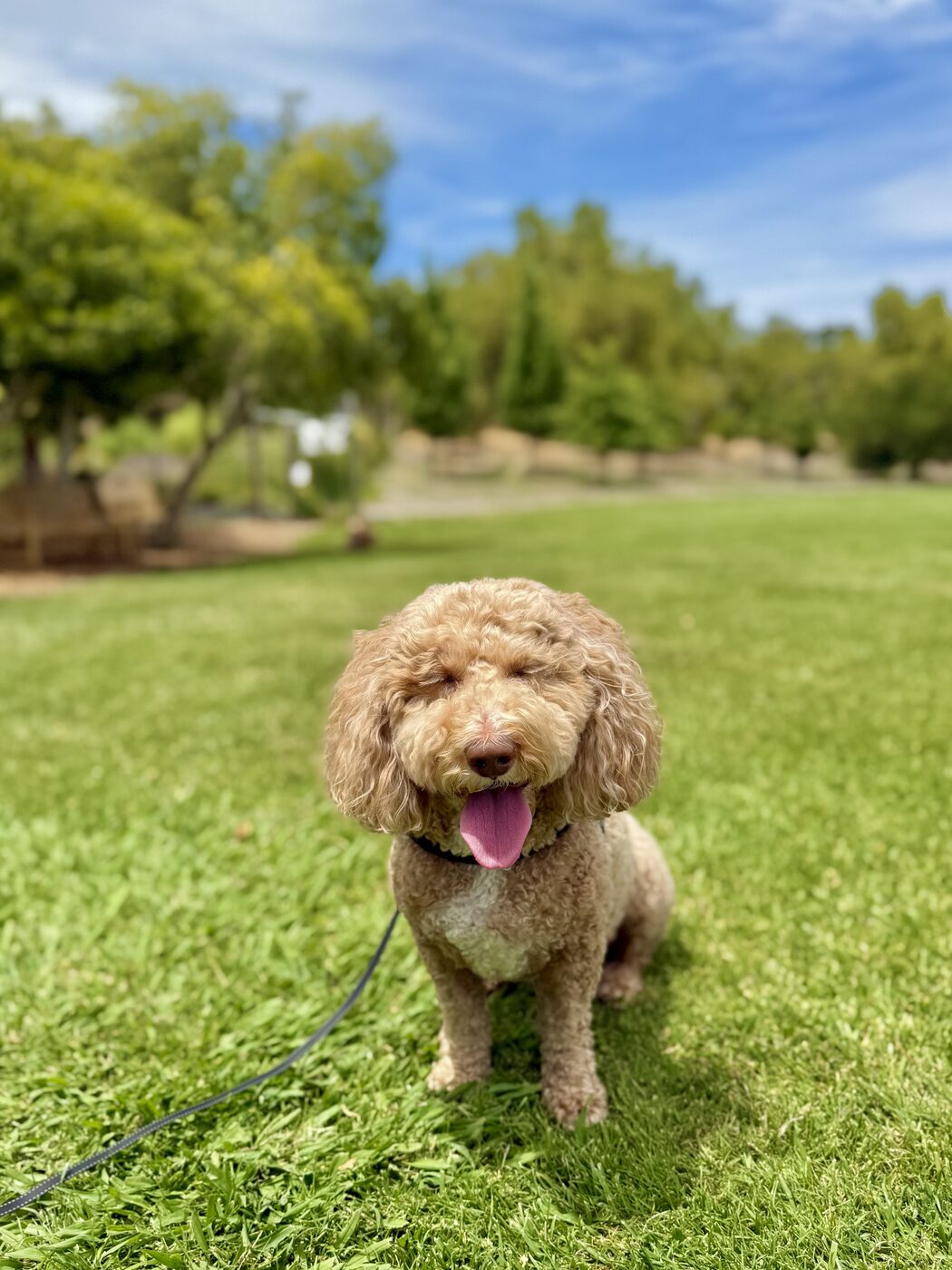 A happy pause in the park
