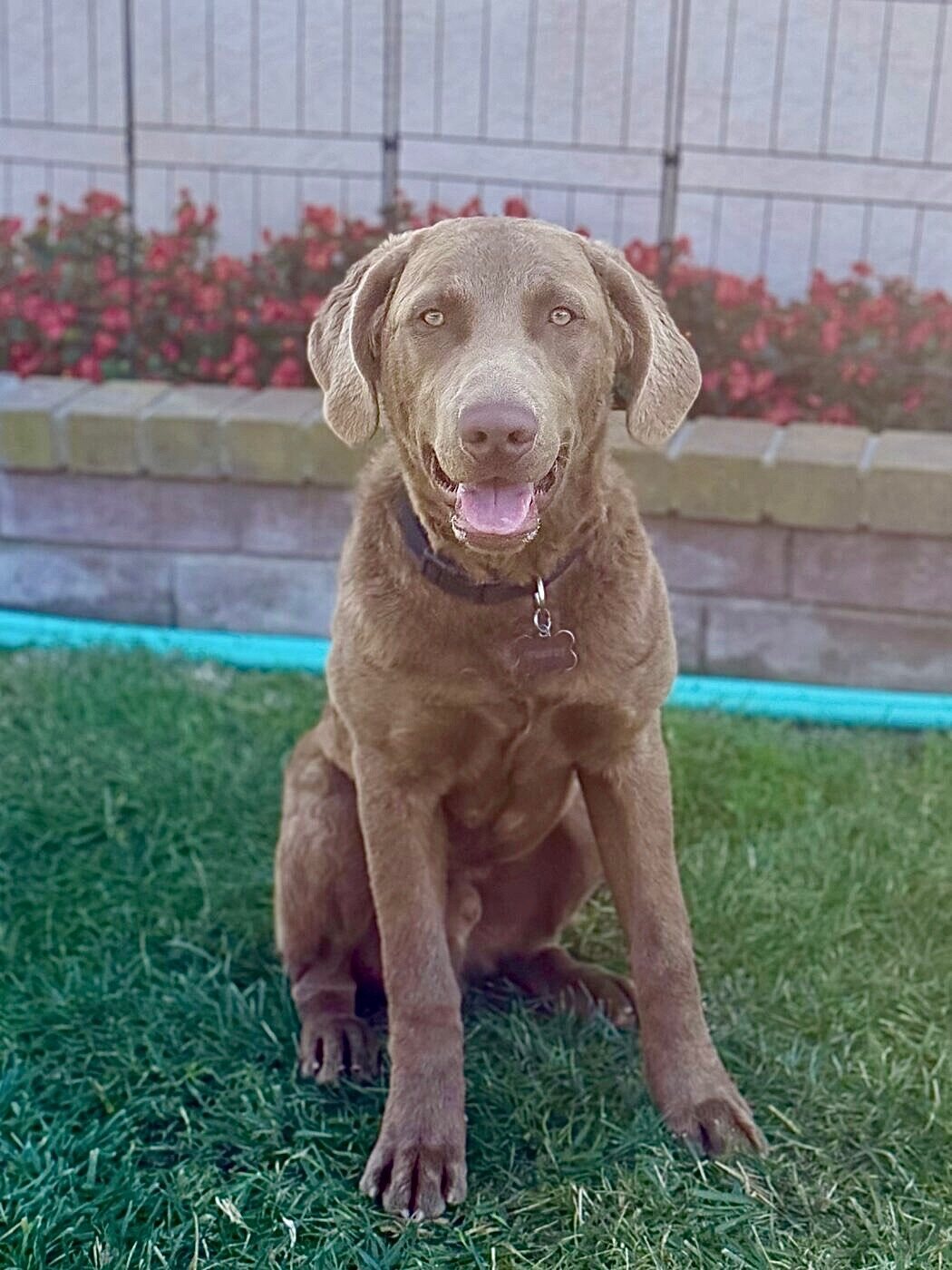All smiles by the rose bed