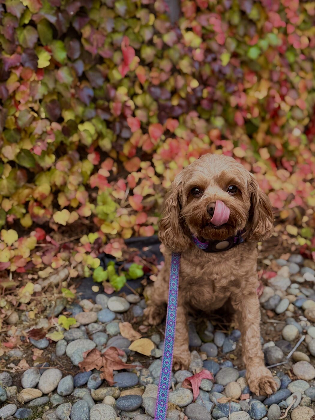 A quick lick amid fall color