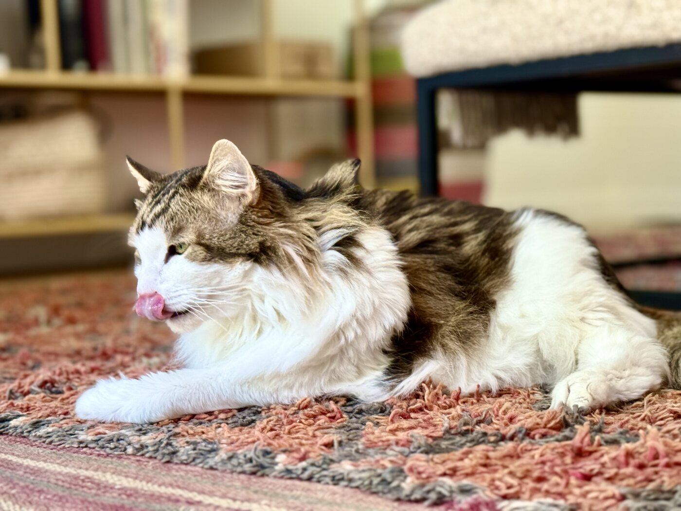A lazy afternoon lick
