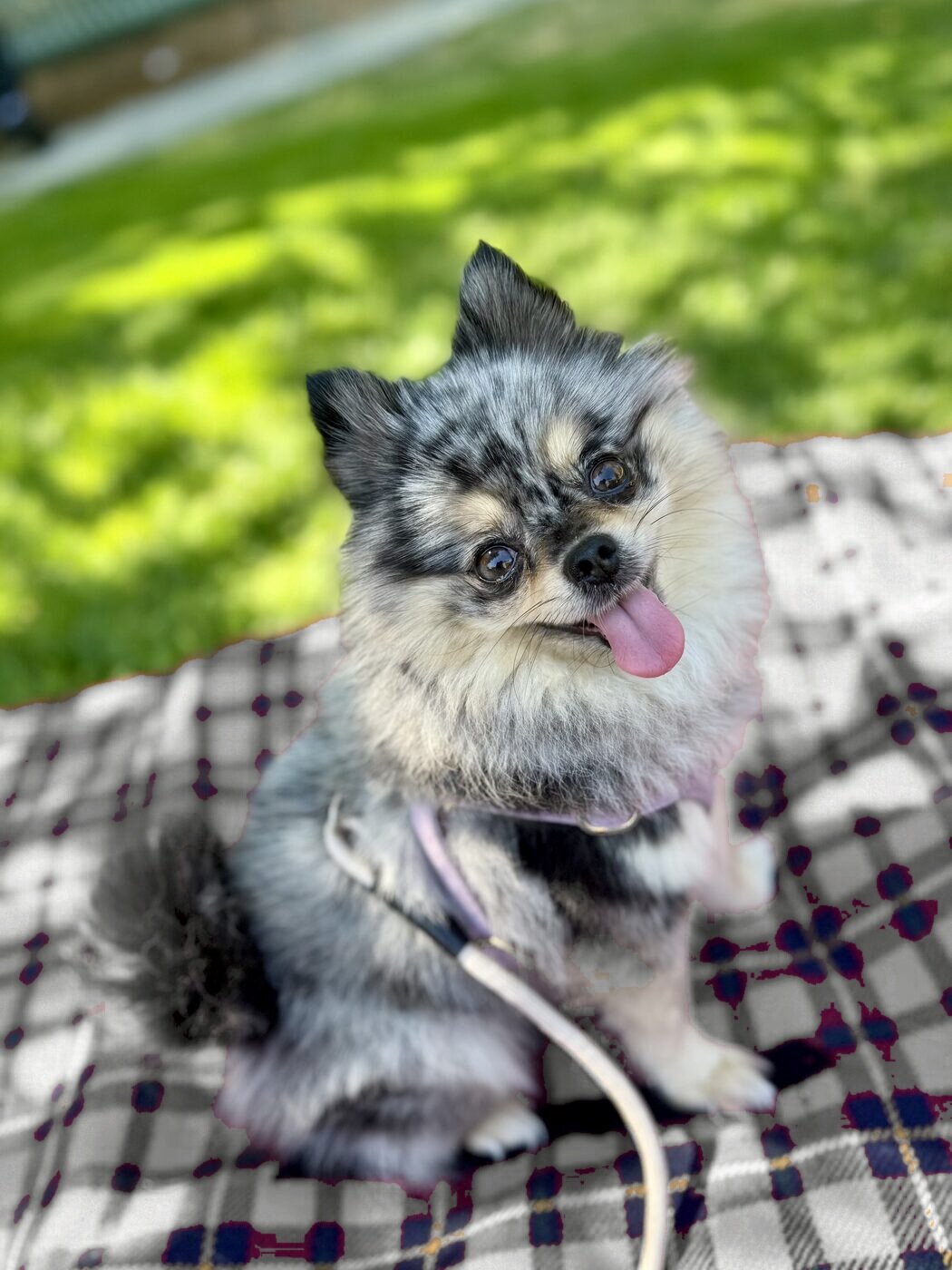 A sunny picnic blanket moment