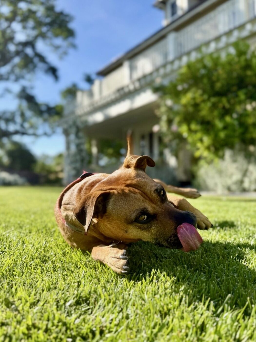 A happy grass roll