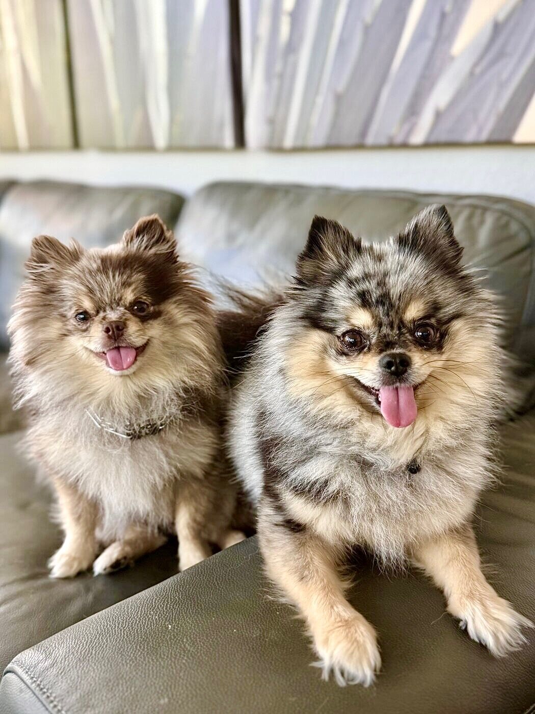 Two fluffy friends