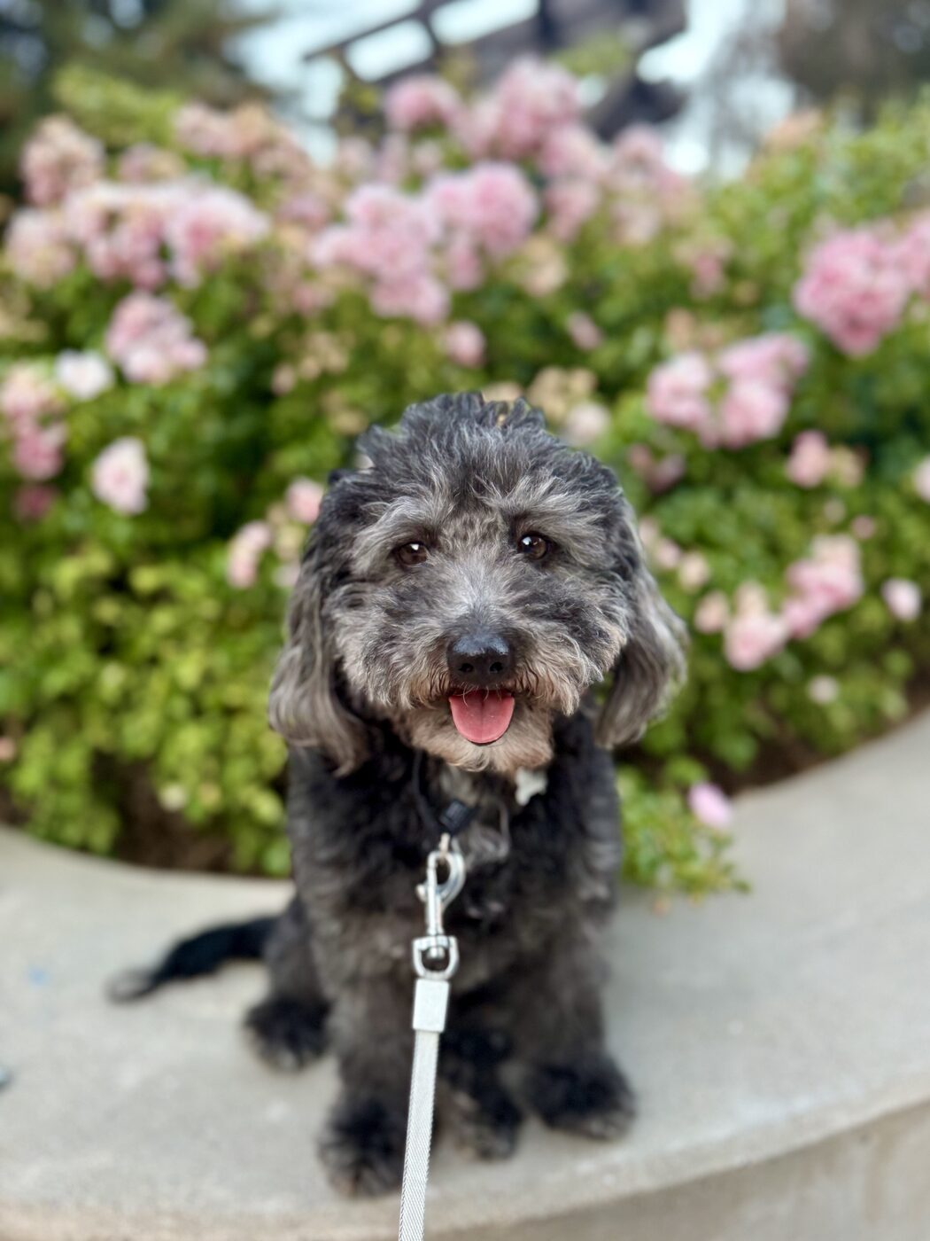 All smiles by the rose bushes