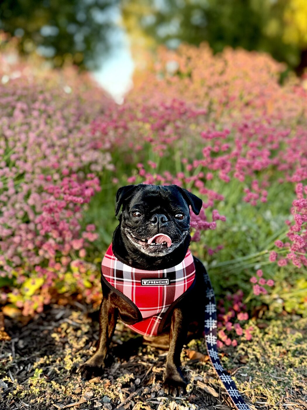 A happy pause among the blooms