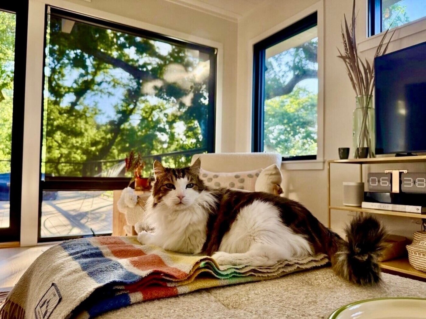 A sunny window-seat perch