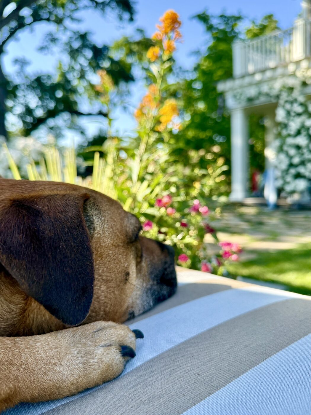 A garden-side snooze