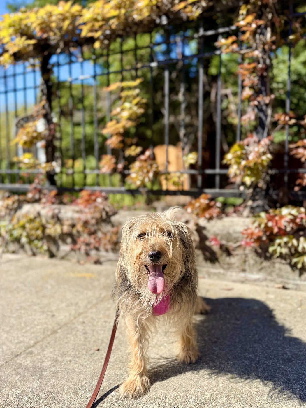 A friendly face by the garden gate