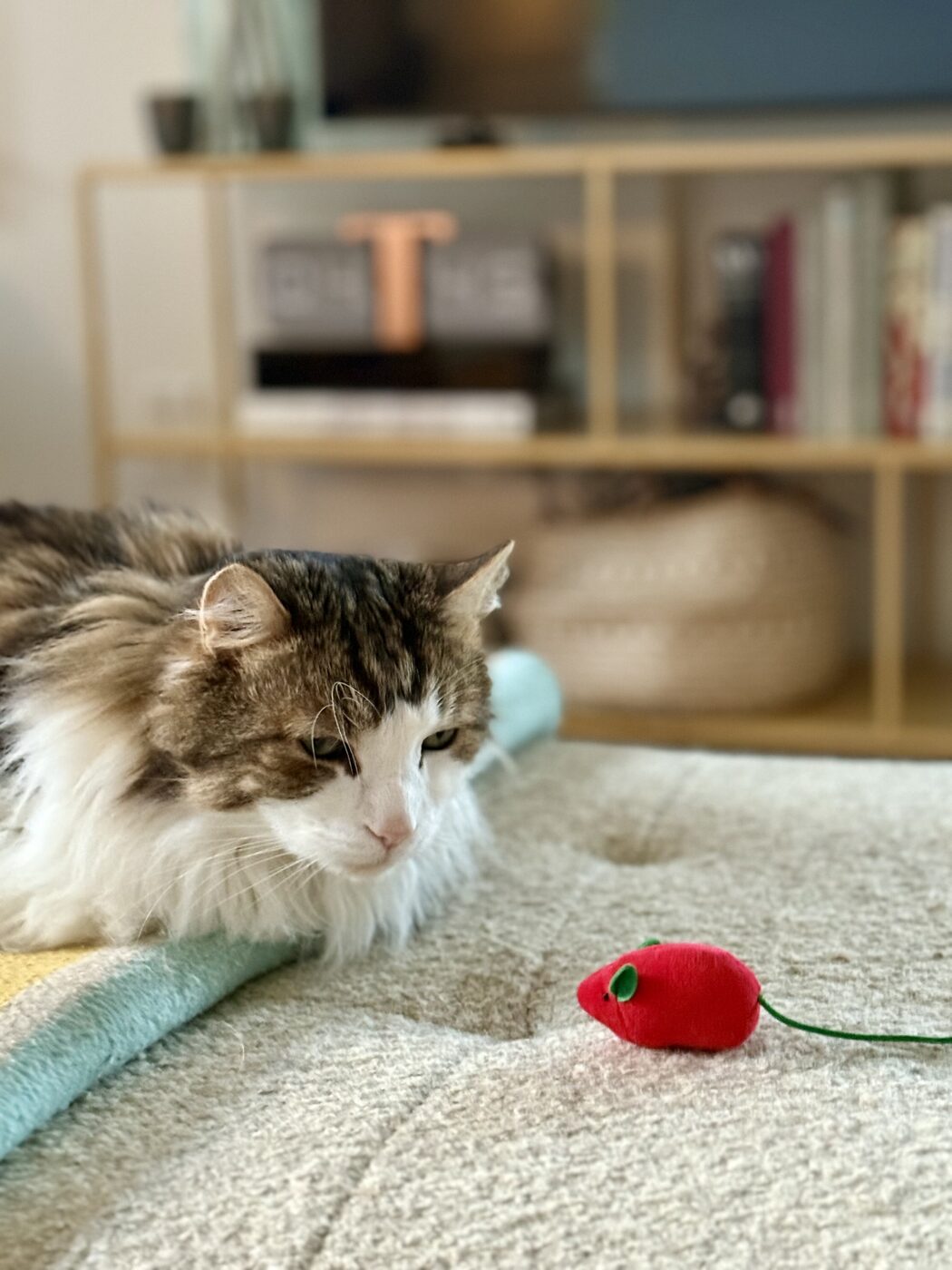 A watchful eye on playtime