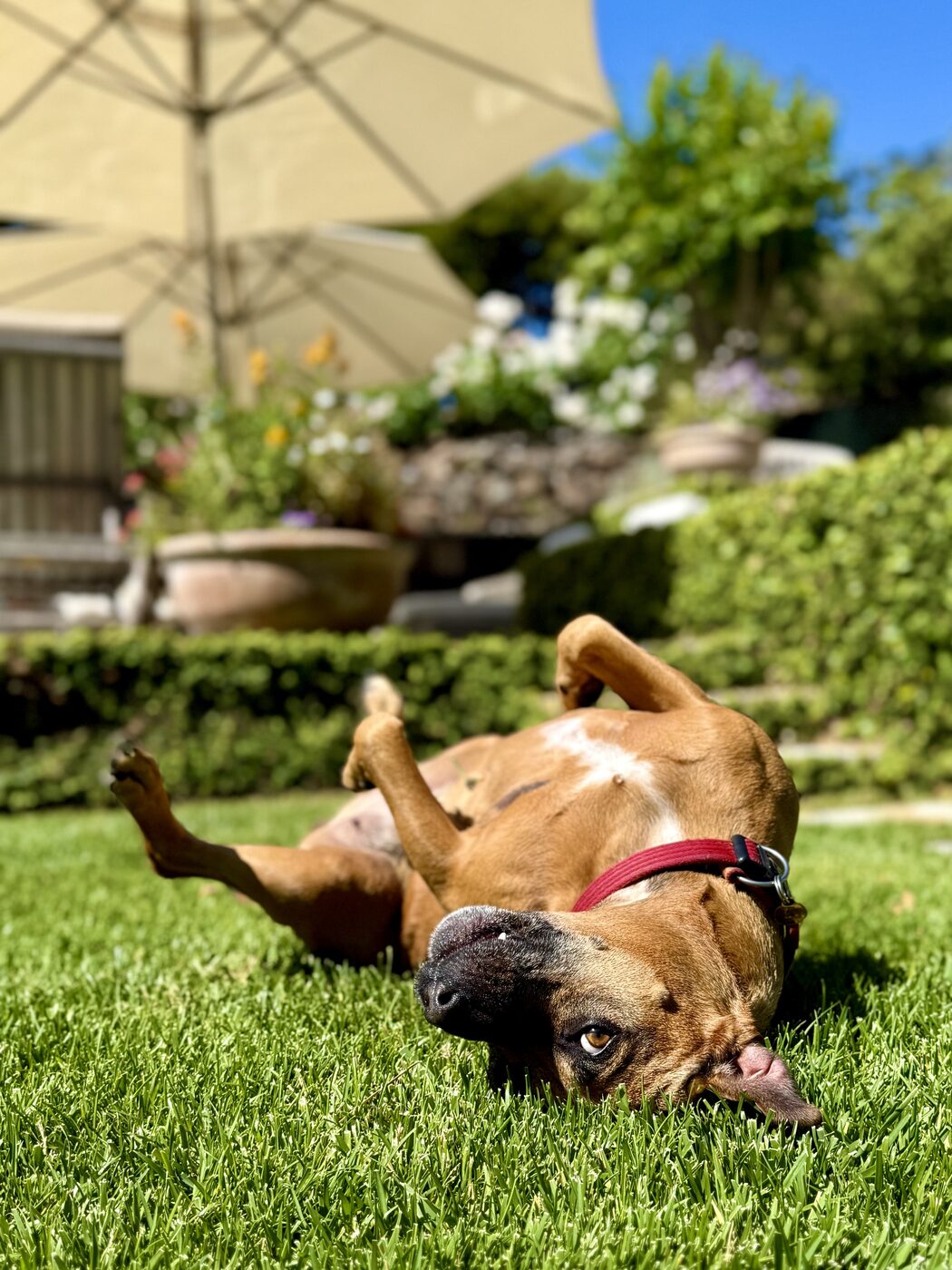 A happy roll in the grass