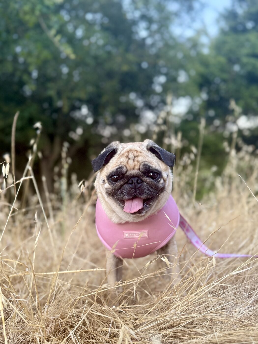 A stroll through golden grass