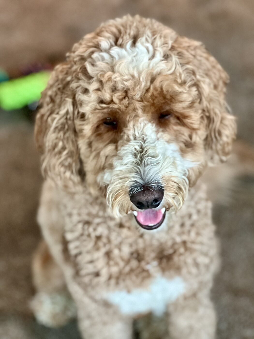 A curious look indoors