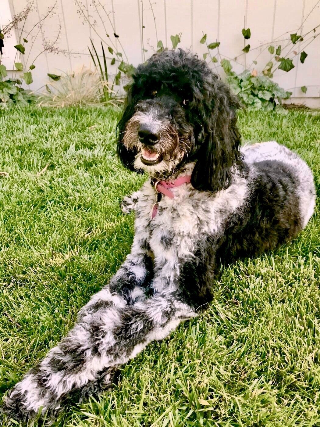 Relaxing in the backyard grass
