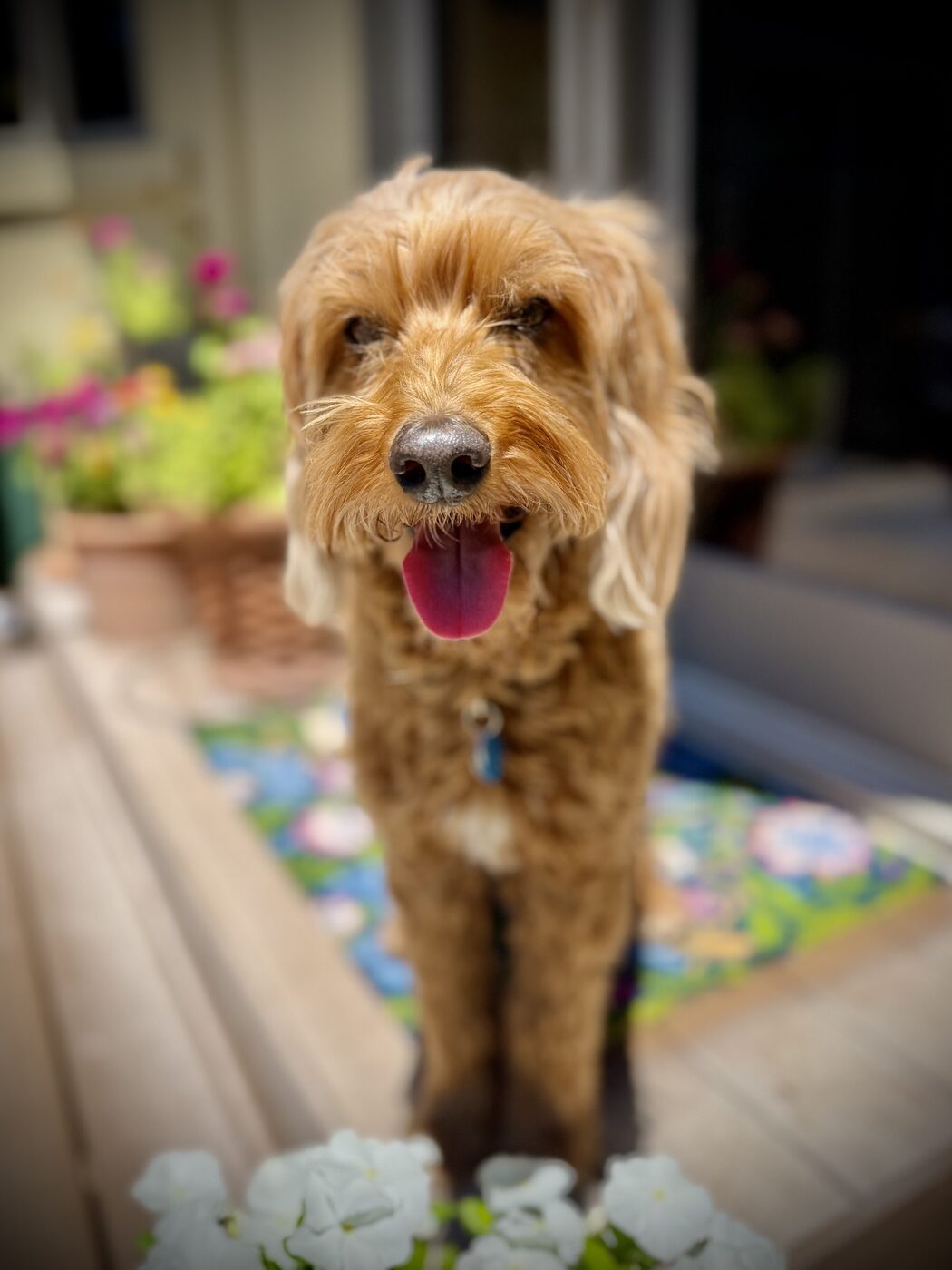 A curious close-up on the porch