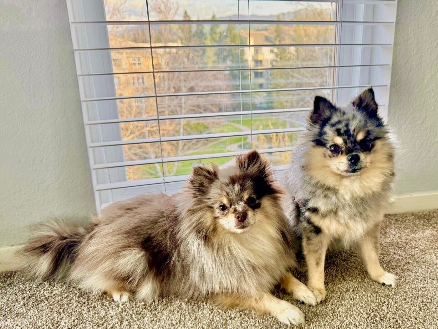 Window-side pair