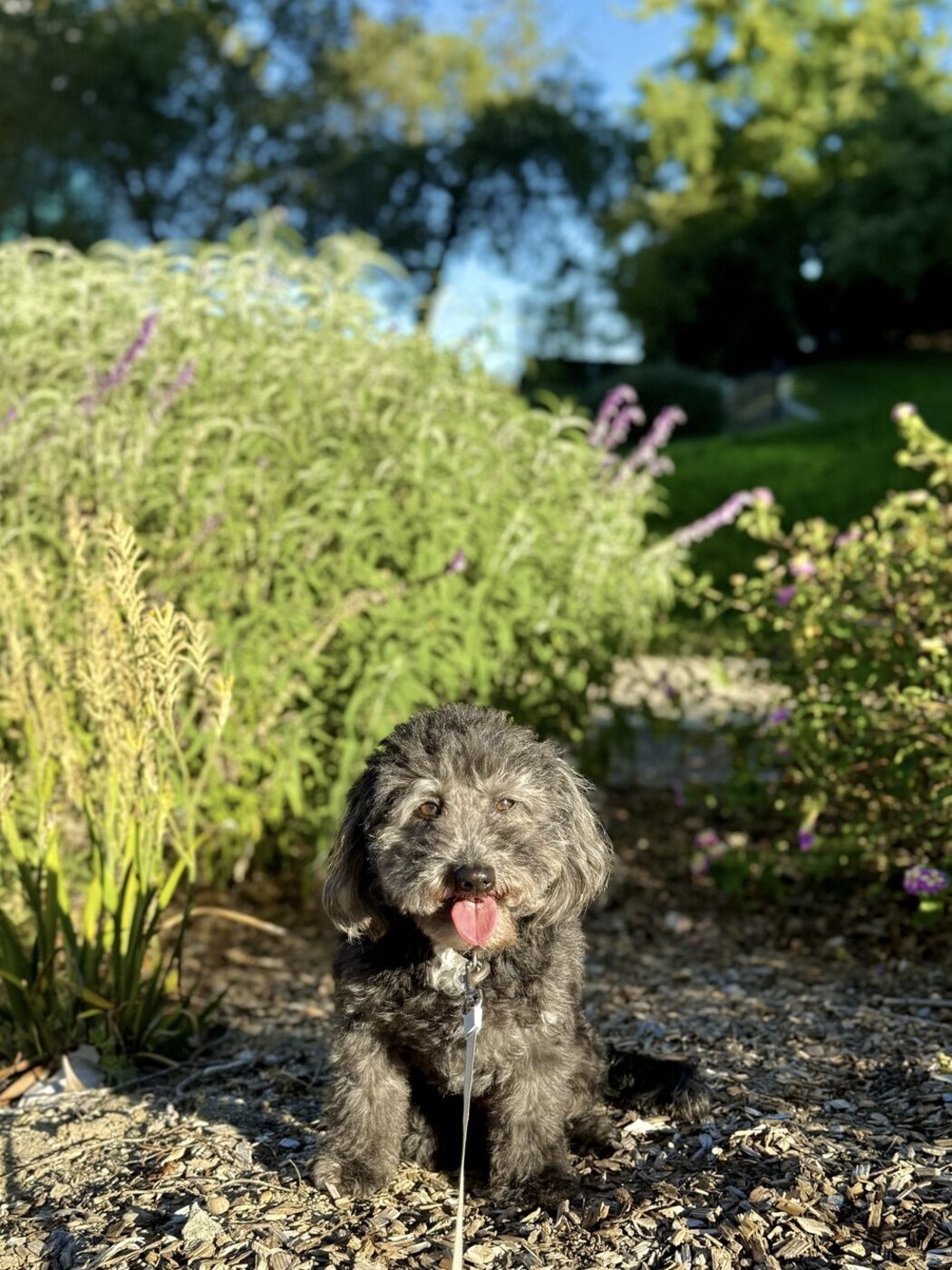 A garden explorer