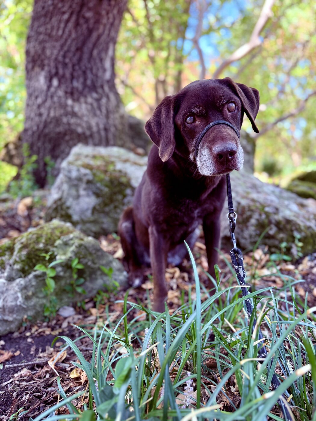 A woodland rest