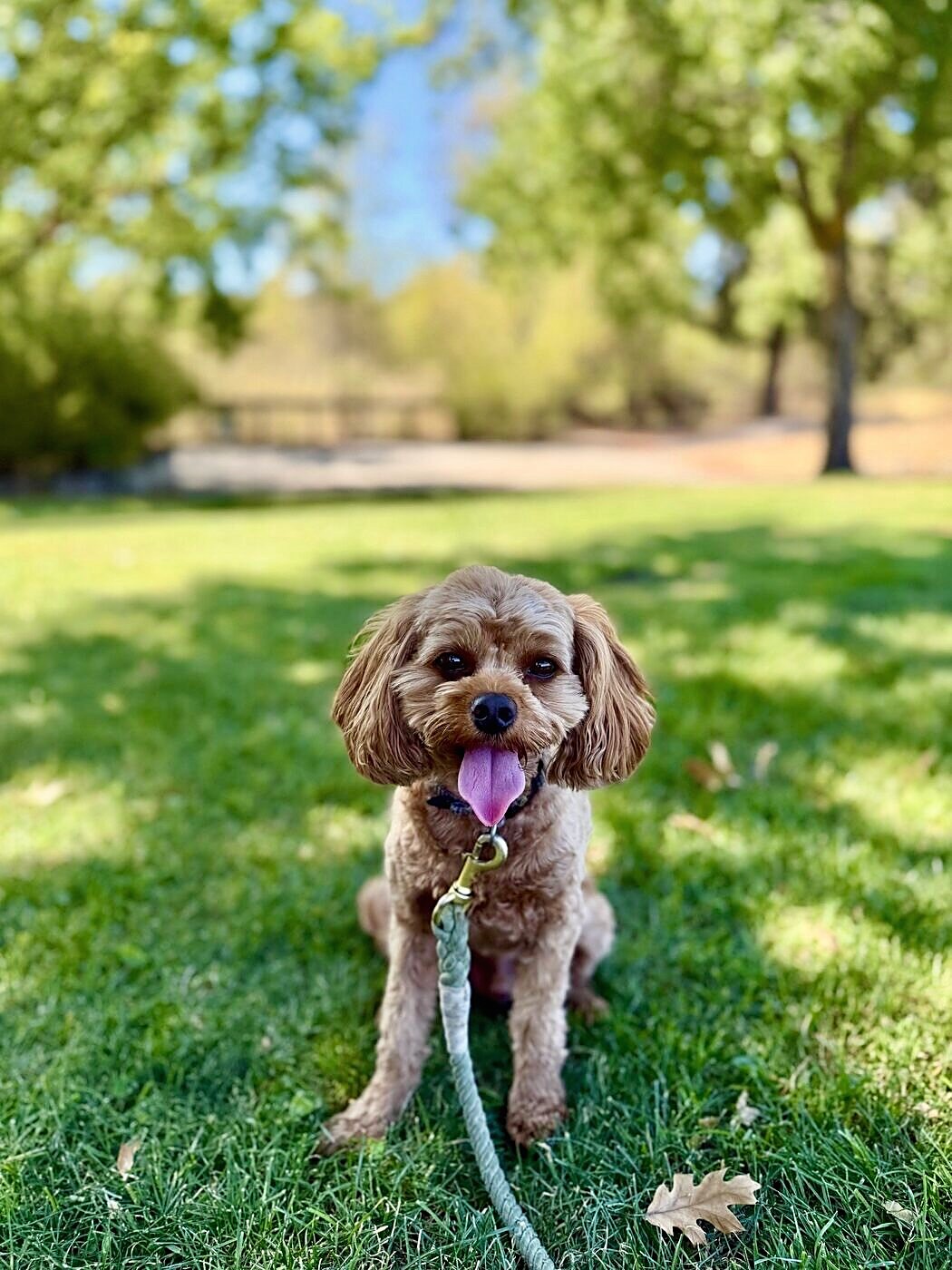 A sunny sit in the grass