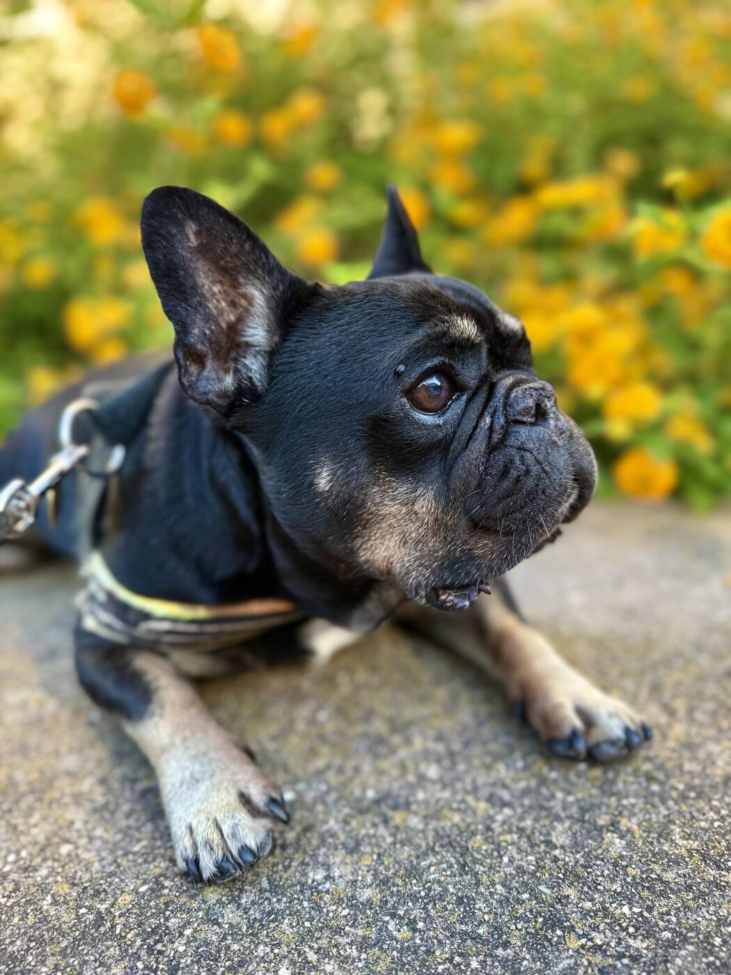 A curious look among wildflowers