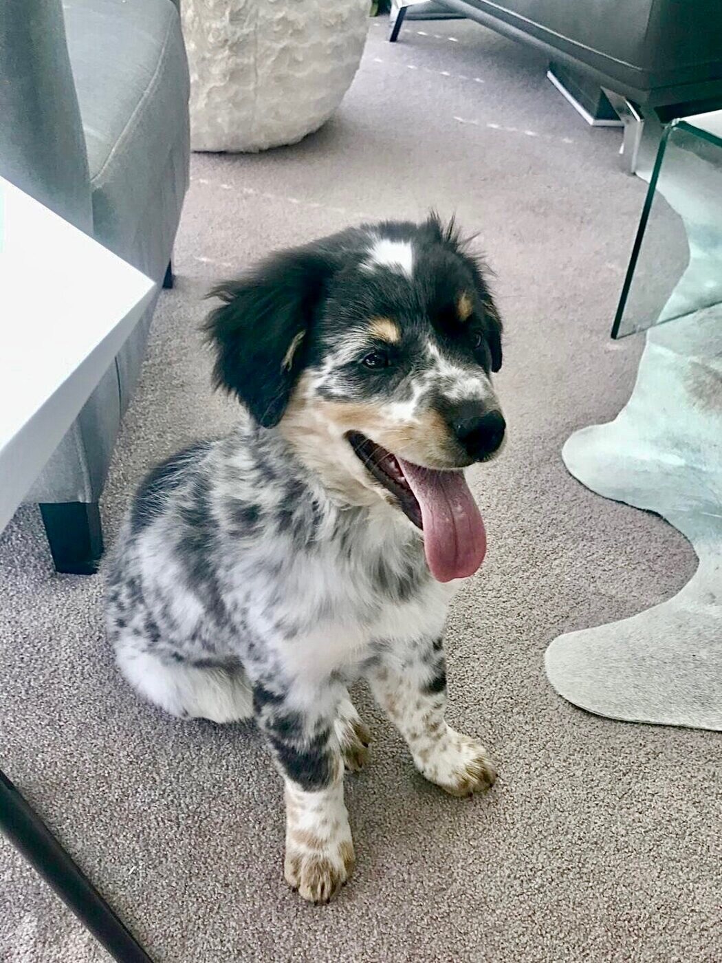 A speckled coat, full of personality