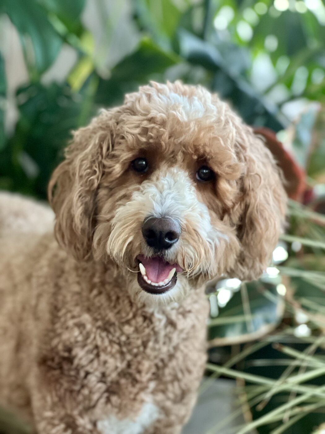 A bright smile among the leaves