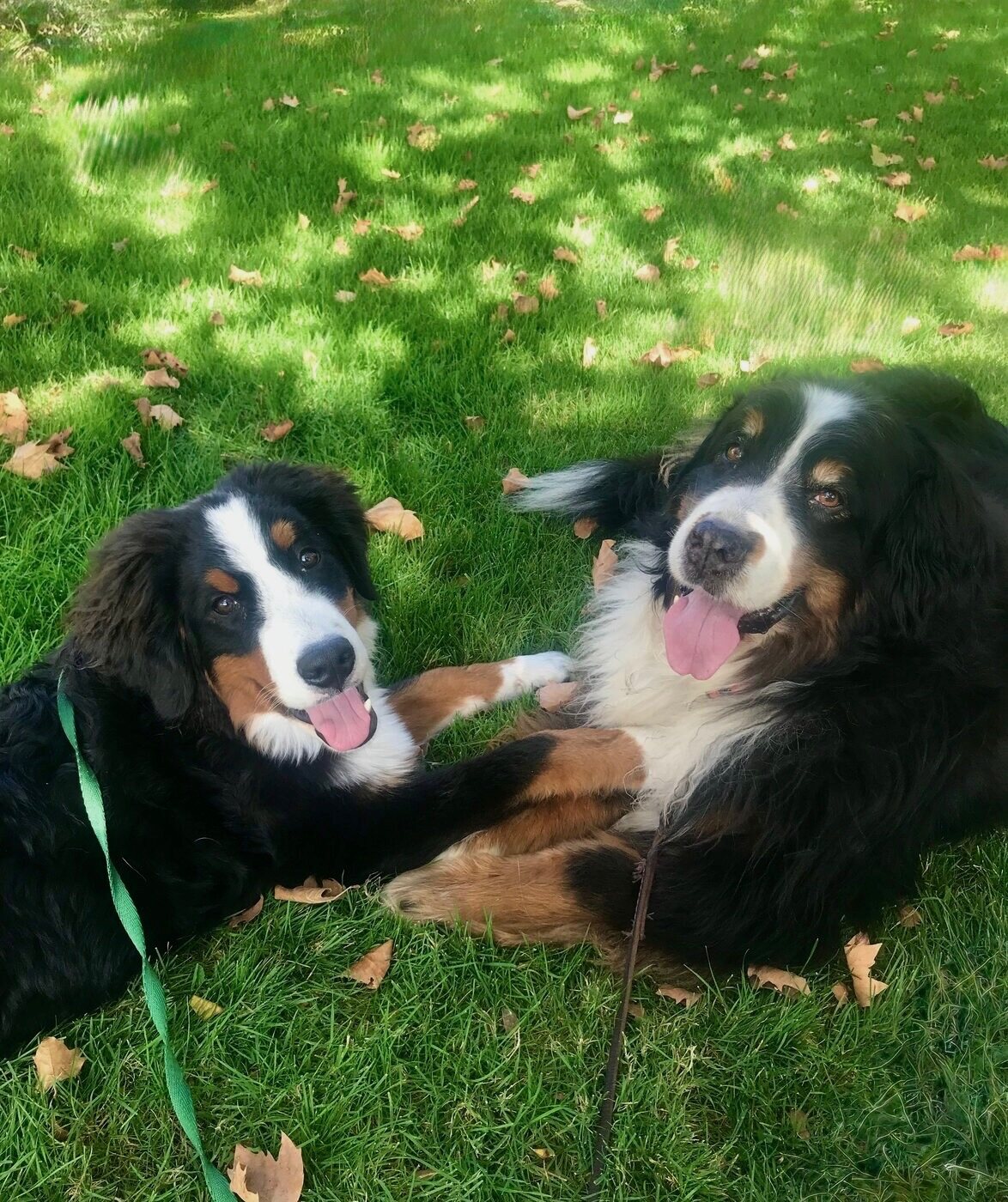 Best friends, paws together