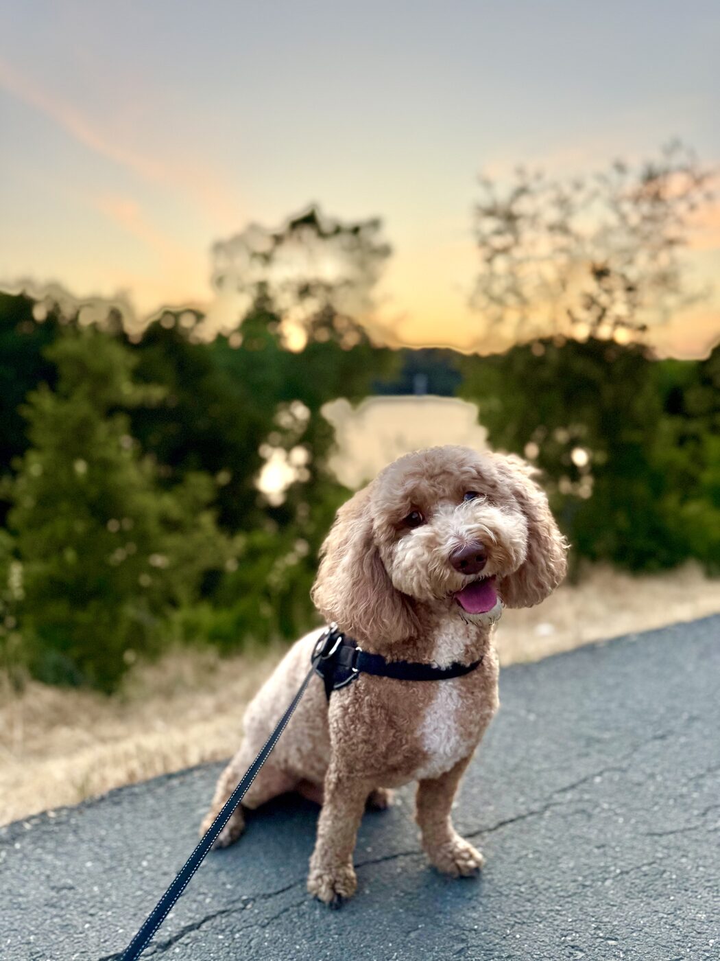Sunset by the water