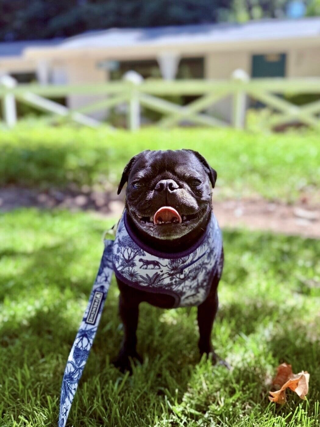 A sunny grin by the fence