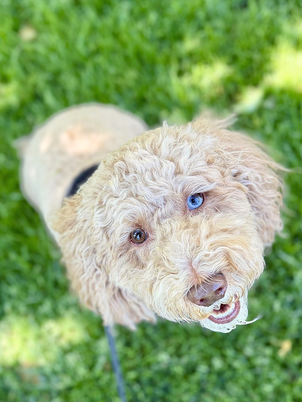 A grassy hello