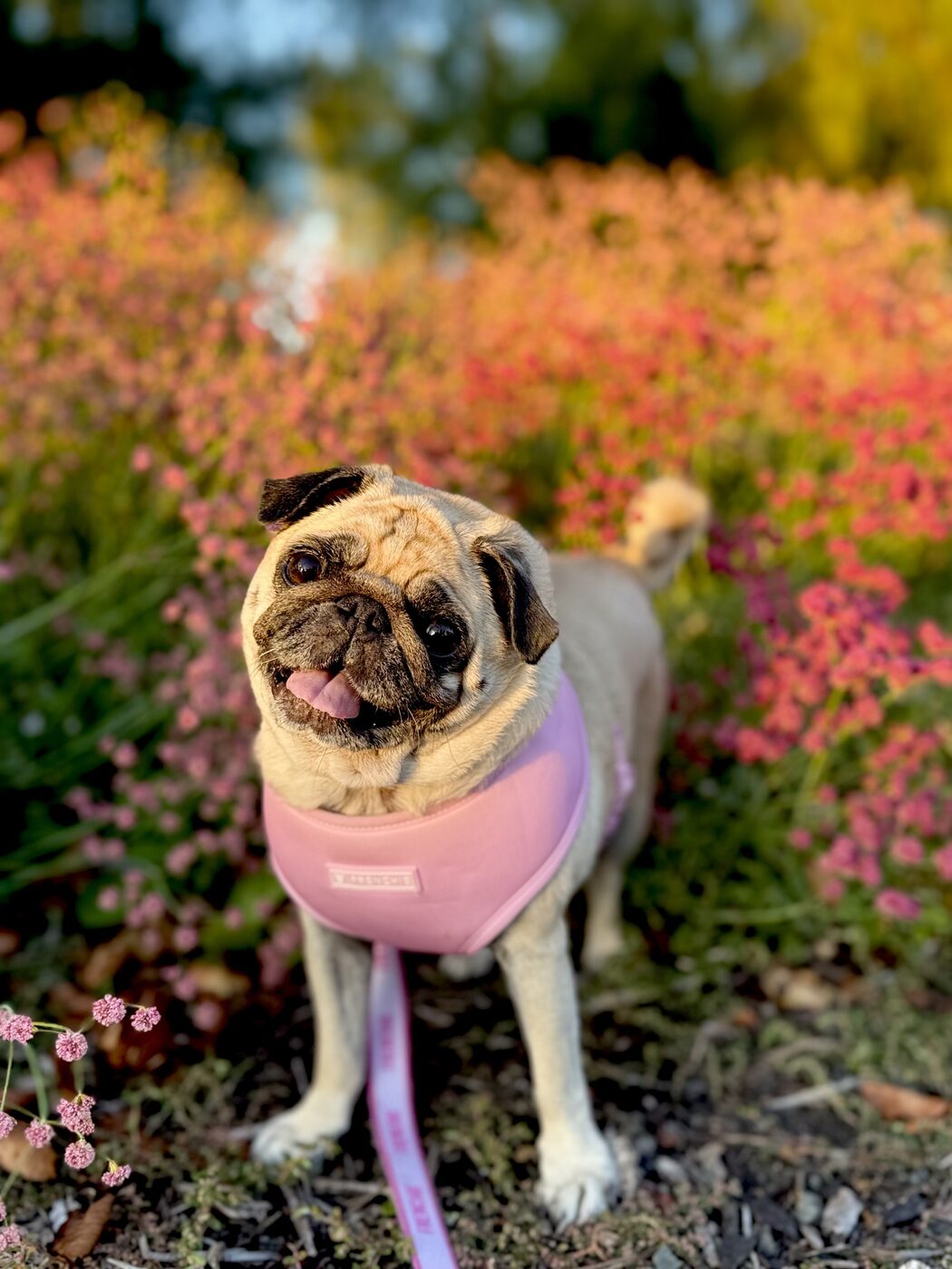 A colorful flower field visit