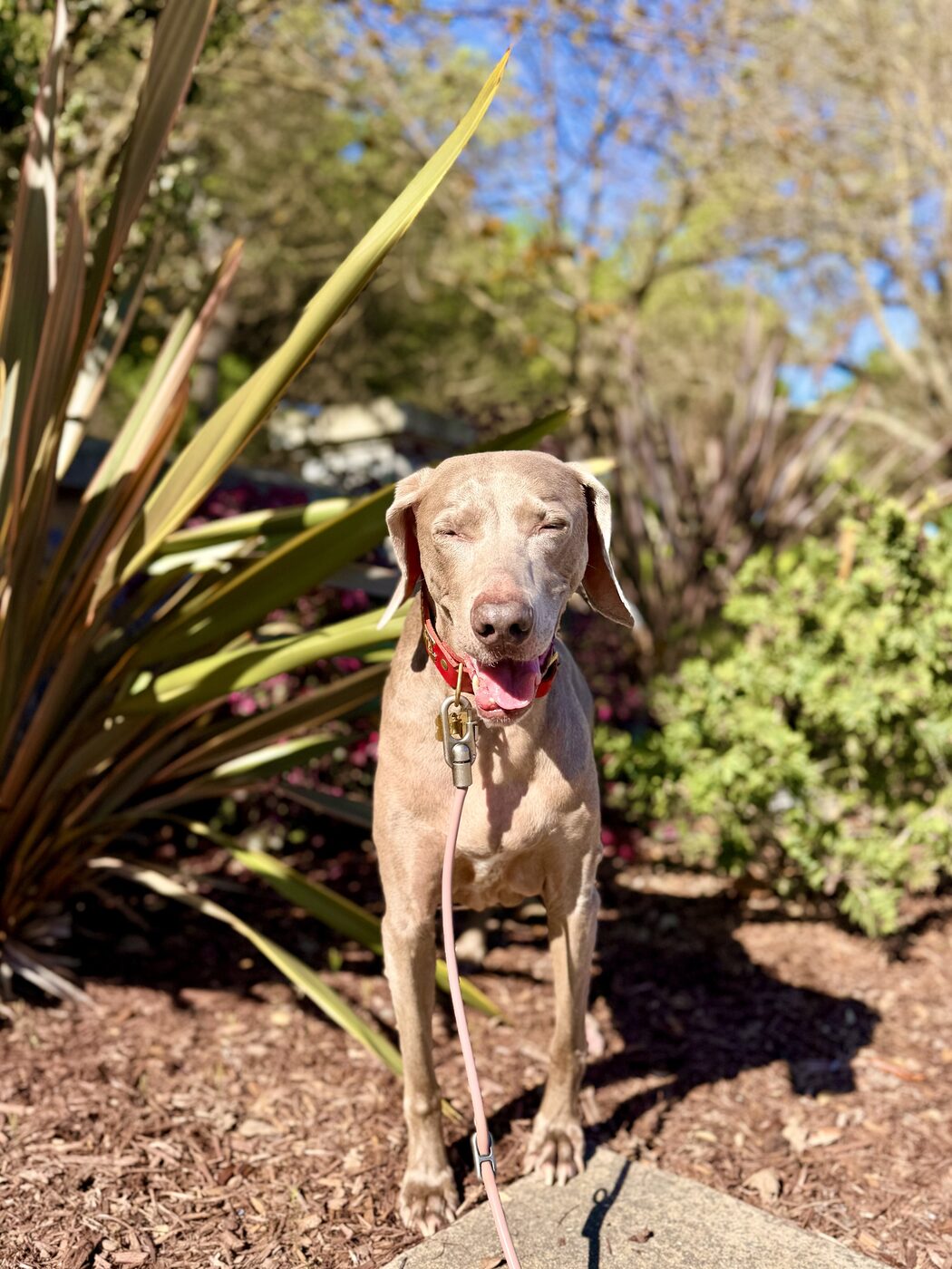 A sunny garden stroll