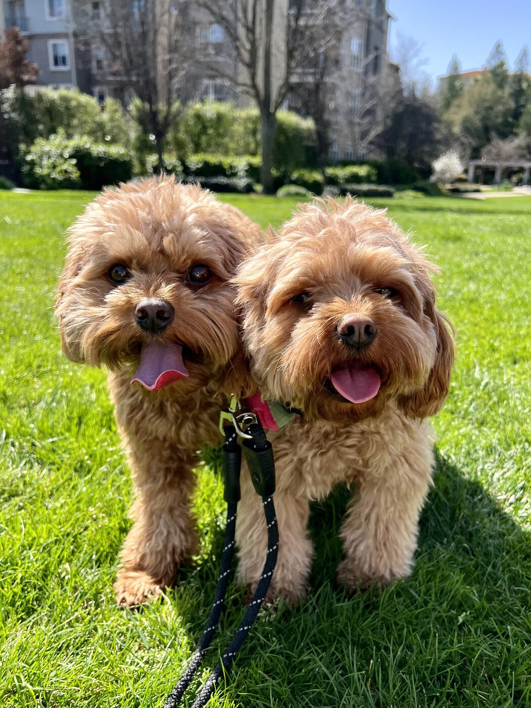 Two happy friends on a sunny lawn