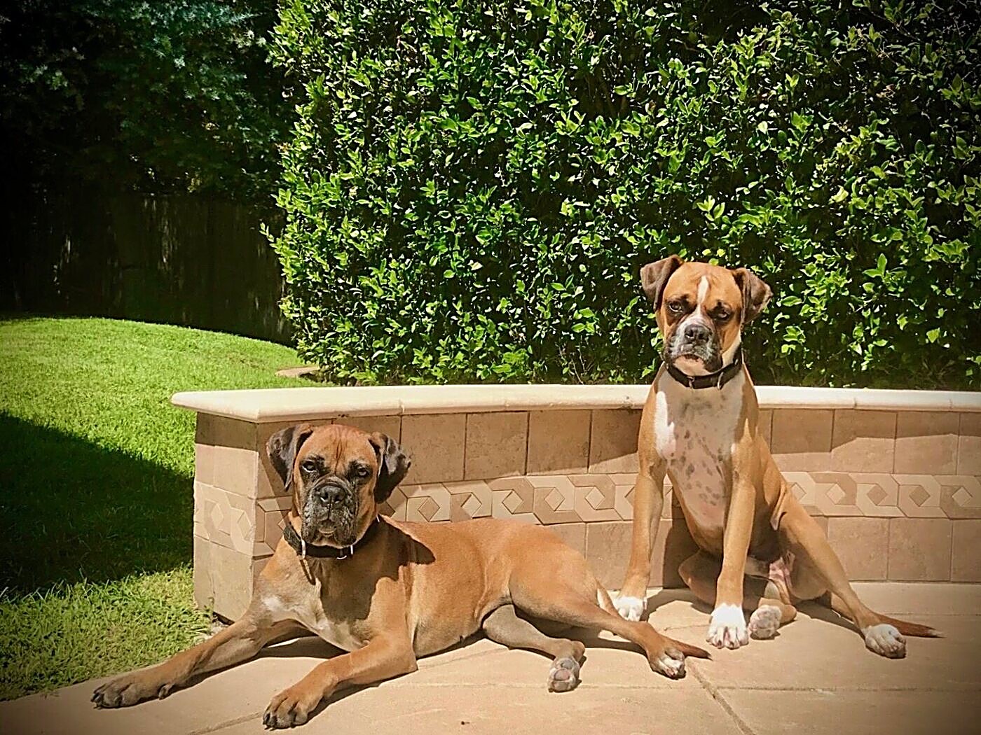Two happy boxers in the sun