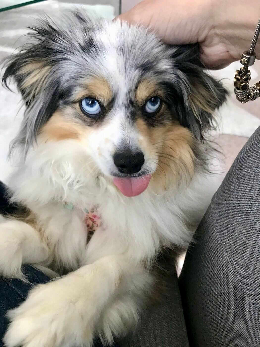 A gentle scratch behind the ears