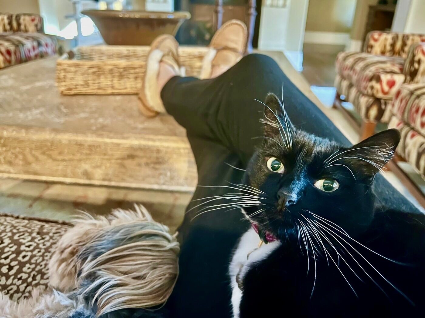 A curious, whiskered stare