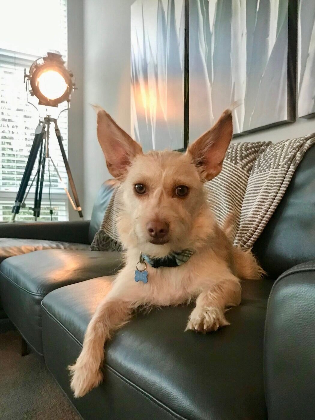 Striking a pose on the couch