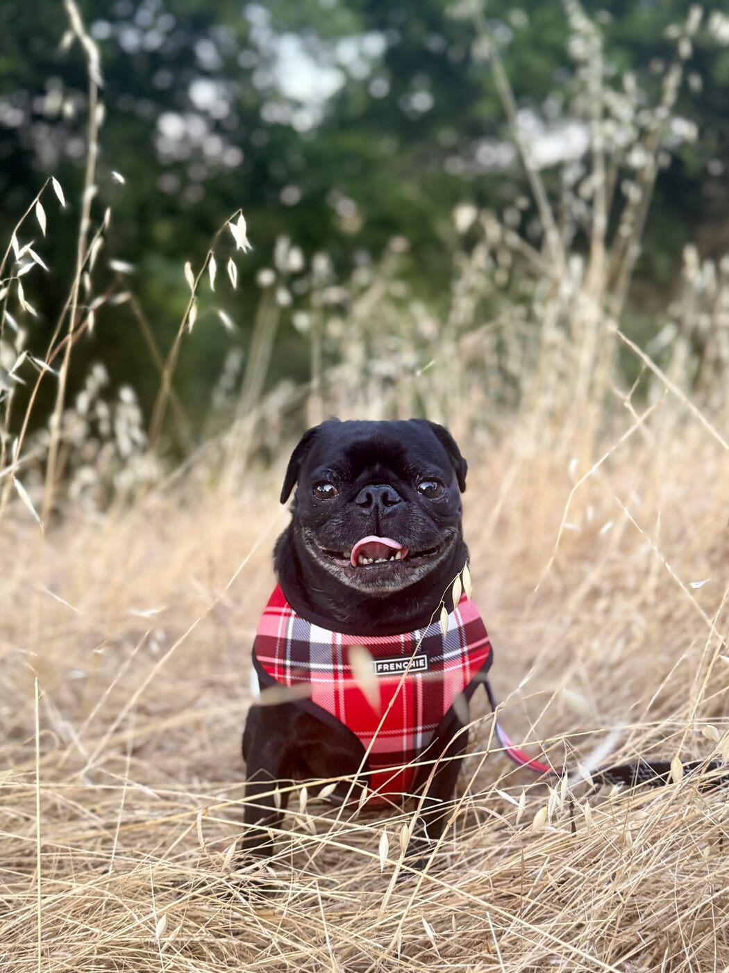 All smiles in the meadow