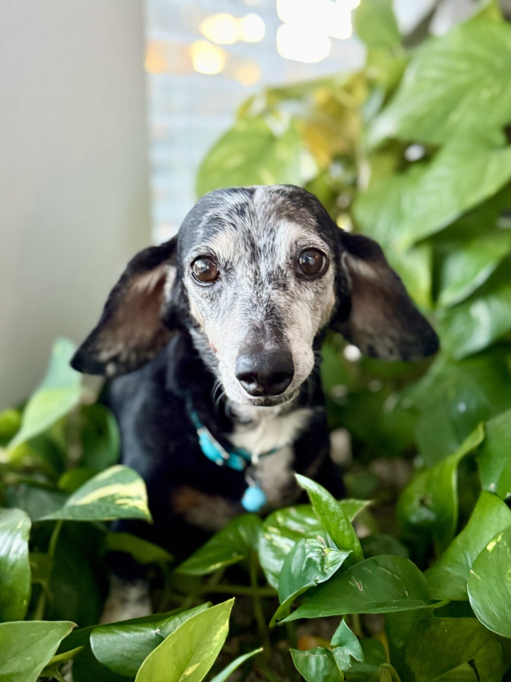 A curious look among the leaves