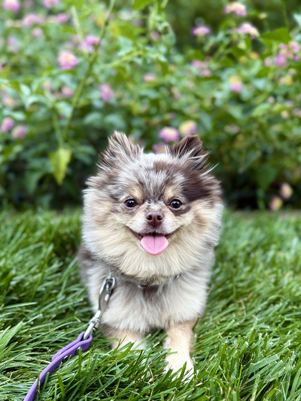 Grinning in the flowers